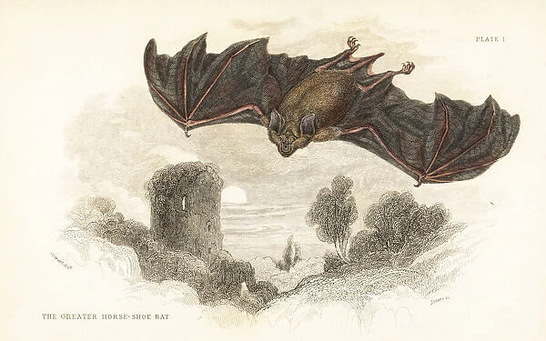 Greater horseshoe bat, Rhinolophus ferrumequinum