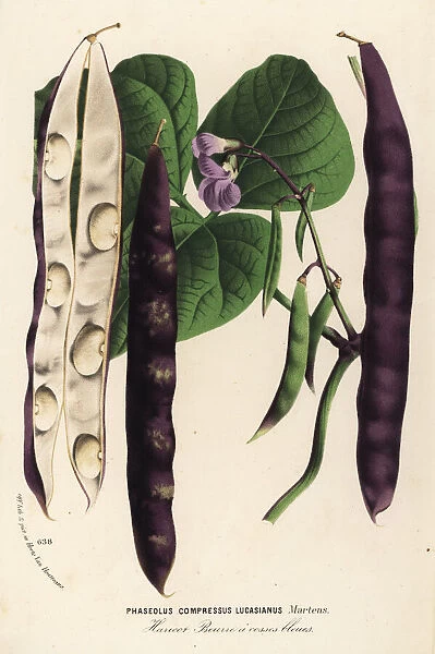 Green bean or haricot, Phaseolus vulgaris lucasianus