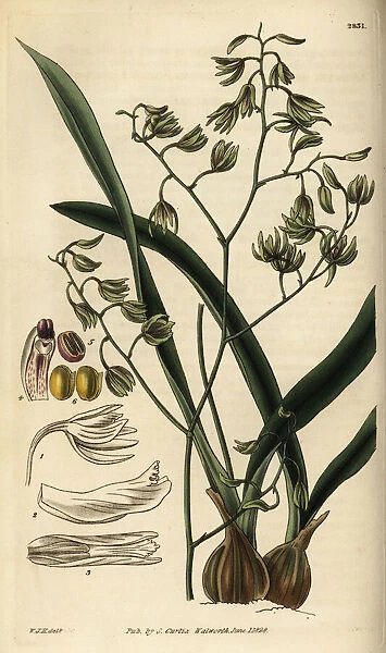 Green-flowered encyclia orchid, Encyclia viridiflora