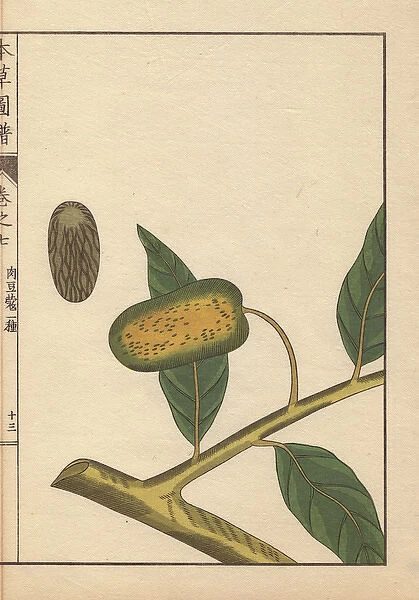 Green seeds and leaves of wild nutmeg and mace