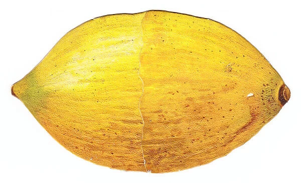 Greetings card in the shape of a lemon