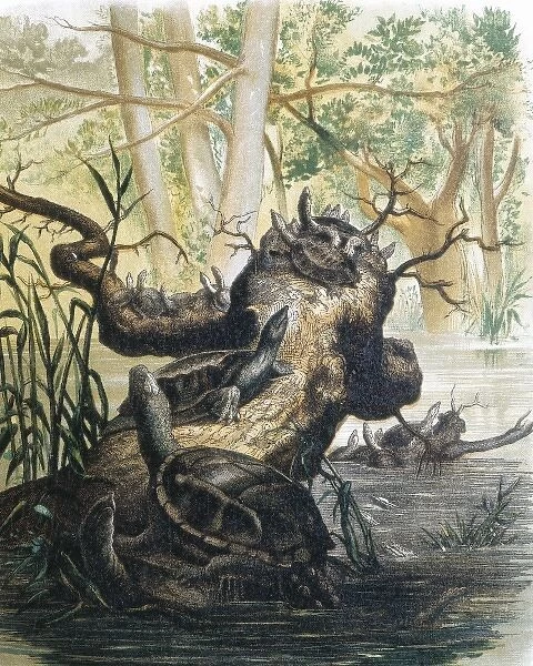 Group of turtles. Engraving after a drawing by