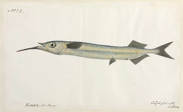 Guardfish illustration