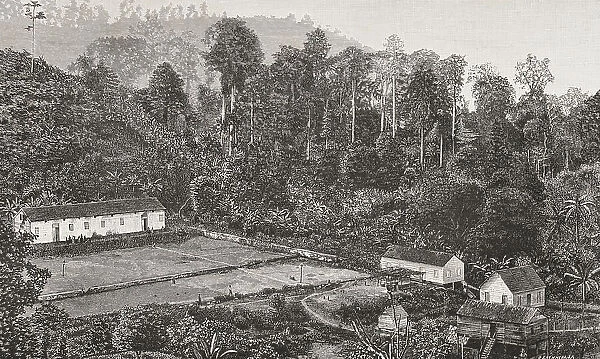 Gulf of Guinea. Coffee plantation on the island of Sao Tome