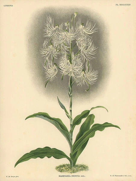 Habenaria medusa, Krzl, orchid
