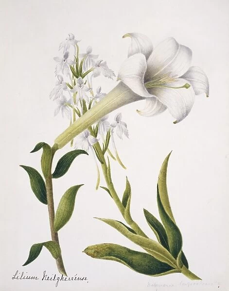 Habernaria logicalearata, orchid and Lilium neilgherrense, l