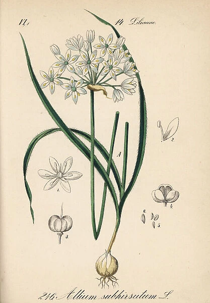 Hairy garlic, Allium subhirsutum