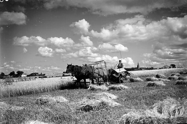 Harvesting 1925