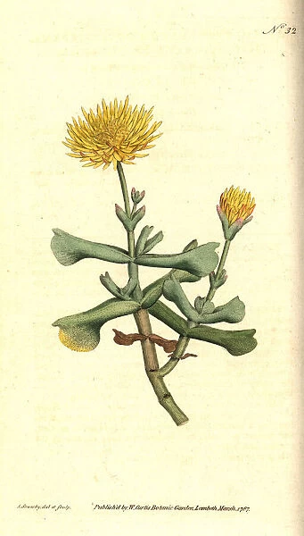 Hatchet-leav d fig marigold, Mesembryanthemum dolabriforme