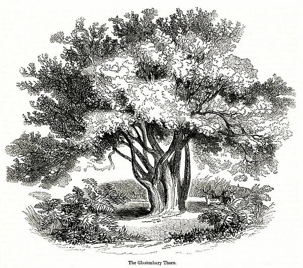 Hawthorn tree (Glastonbury Thorn)