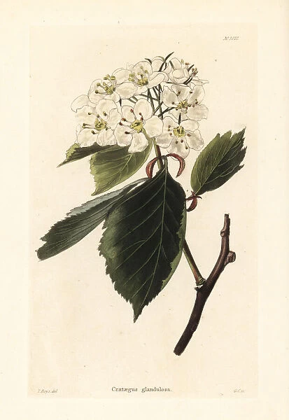 Hawthorn variety, Crataegus glandulosa