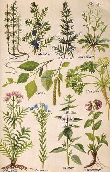 Healing Plants 1904 Pl. 2