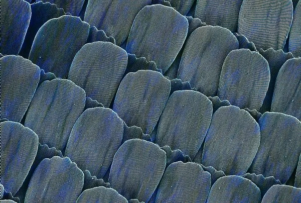Heliconius doris, doris longwing