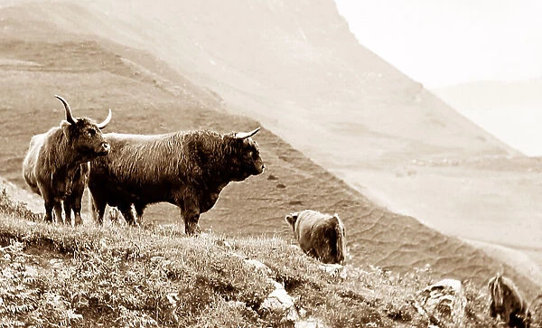 Highland cattle, Isle of Skye, Scotland