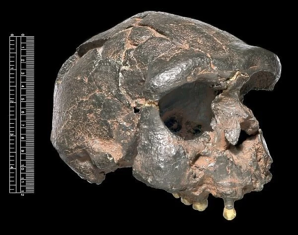 Homo erectus, Java Man (Sangiran 17) cranium cast