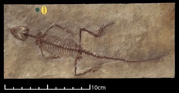 Homoeosaurus maximiliani