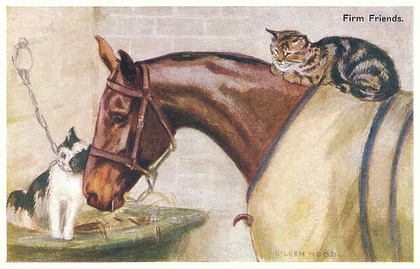 Horse and cats