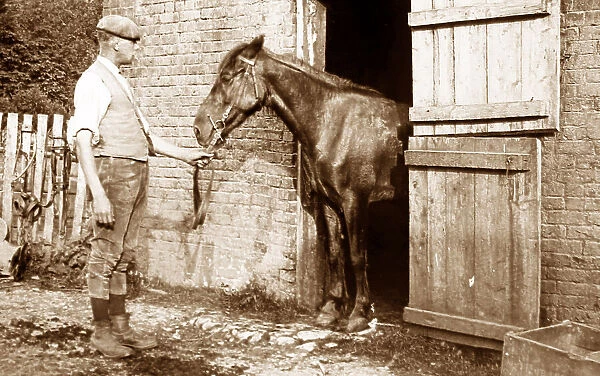 Horse in stable