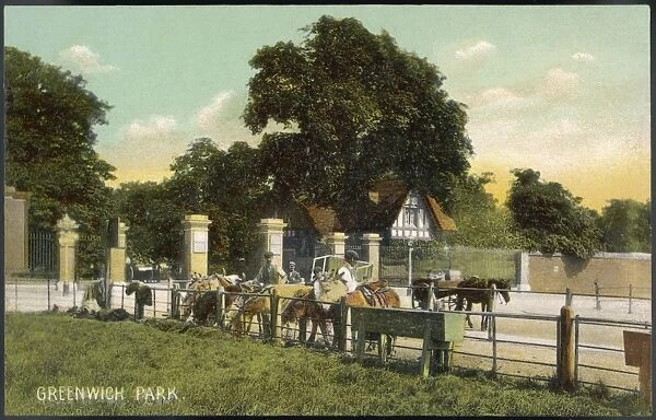 Horses at Greenwich Park