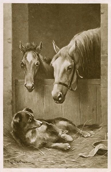 Two Horses and an injured Collie dog