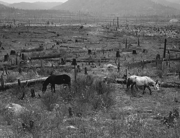 Horses pasturing among stumps and snags. Priest River Valley