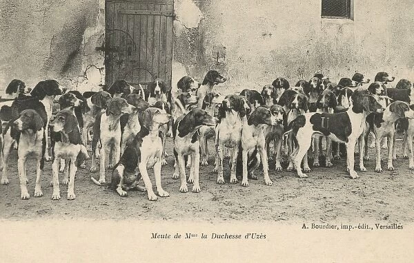 The Hounds of the Duchess of Uzes