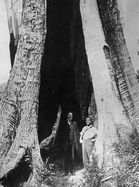 Huge Tree Trunk