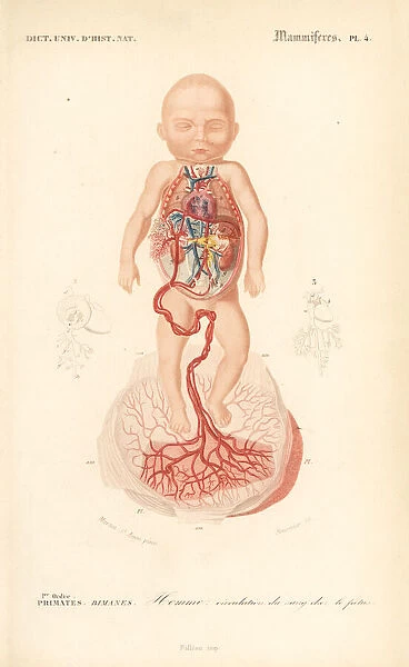Human anatomy: blood circulation from placenta to the foetus