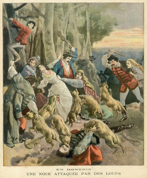 Hungarian wolves attack a wedding party