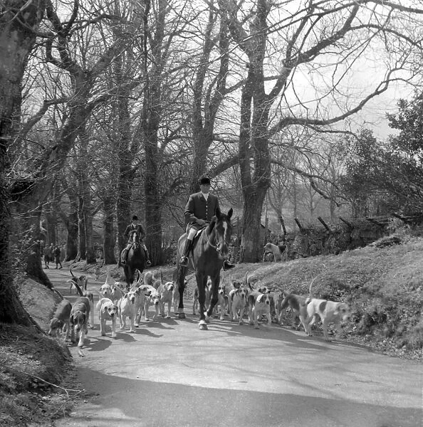 Hunt members, horses and hounds on a country lane