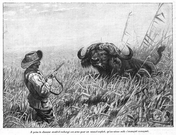 Hunting  /  Buffalo