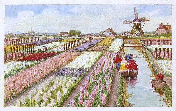 Hyacinth farm with windmill and canal, Netherlands