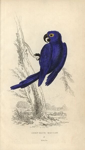 Hyacinth macaw, Anodorhynchus hyacinthinus Endangered