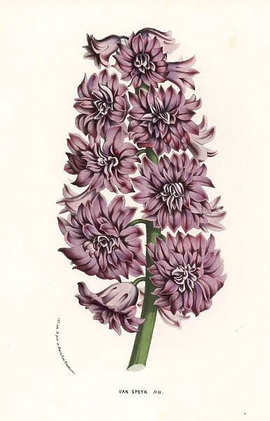 Hyacinth variety, Van Speyk, Hyacinthus orientalis