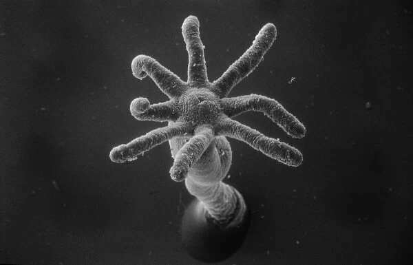 Hydra sp. Scanning electron microscope (SEM) image showing the stinging tentacles
