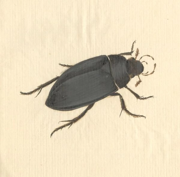Hydrophilus piceus, great silver water beetle