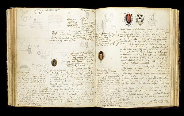 Illustrated notebook of H. W. Bates