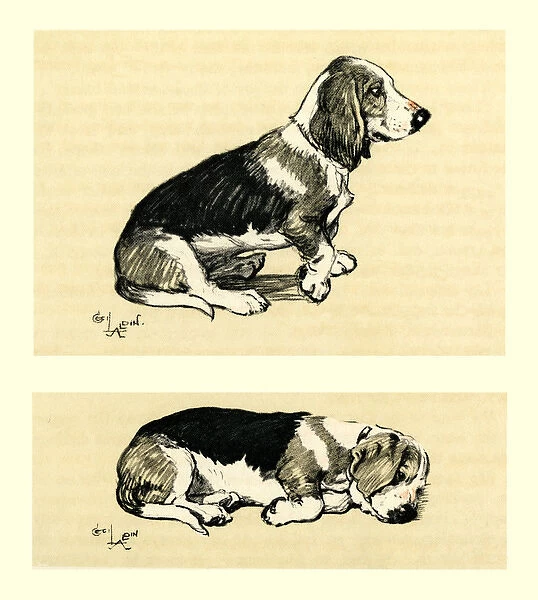 Illustration by Cecil Aldin, a basset hound