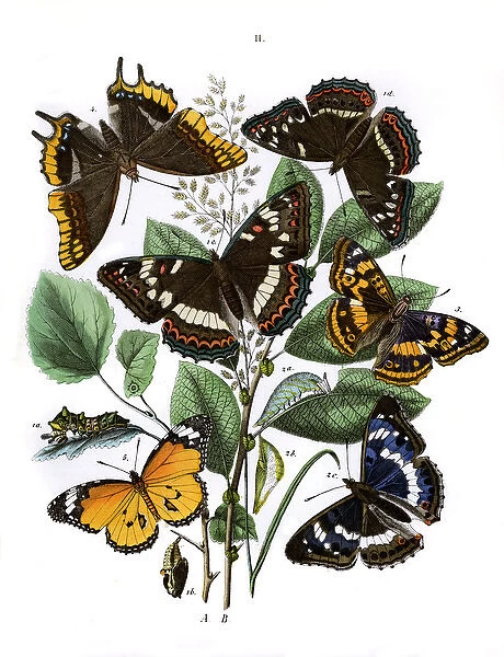 Illustration, Nymphalidae -- Danaidae