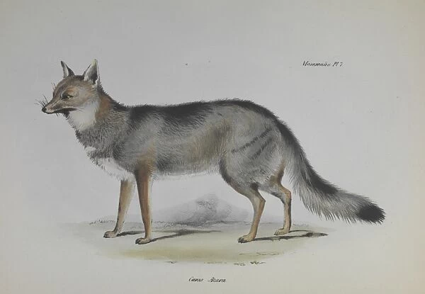 Fox. An illustration (Plate 7, Mammals) from the Zoology of the Beagle
