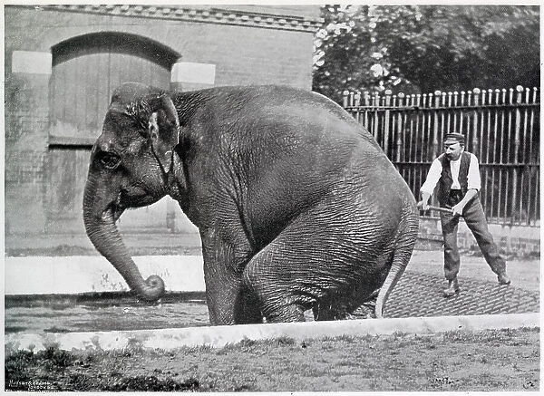 Indian Elephant been rubbed down with a birch broom and water, to prevent skin from cracking. Date: 1896