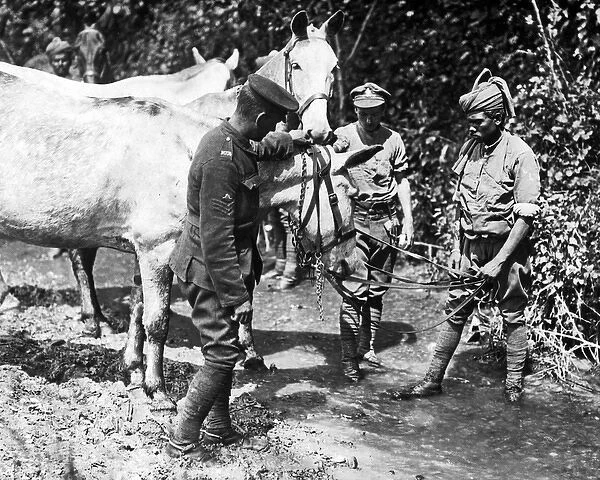Indian soldier watering mules, Western Front, WW1