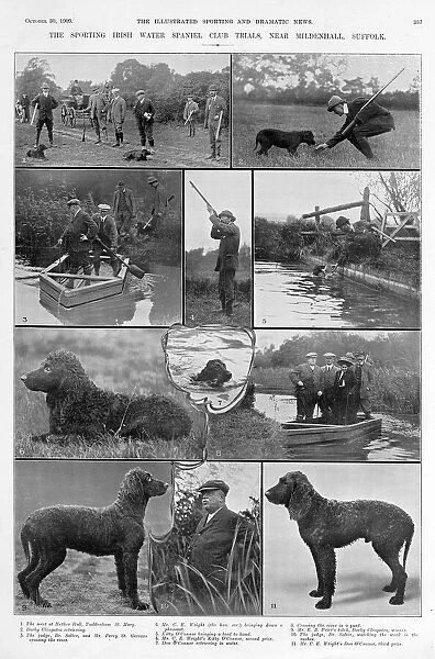 The Irish water spaniel club trials, 1909
