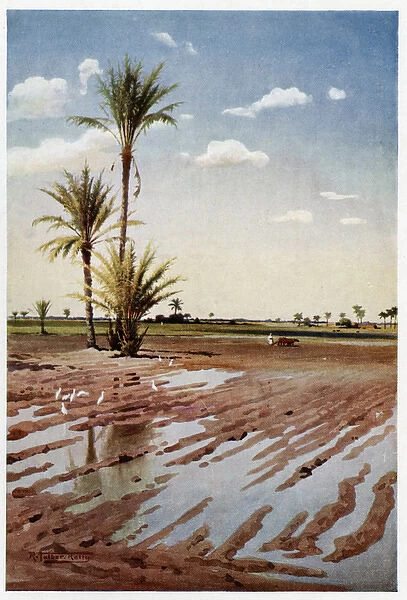 Irrigated Field, Egypt