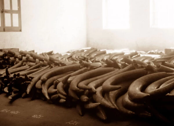 Ivory tusk warehouse, London