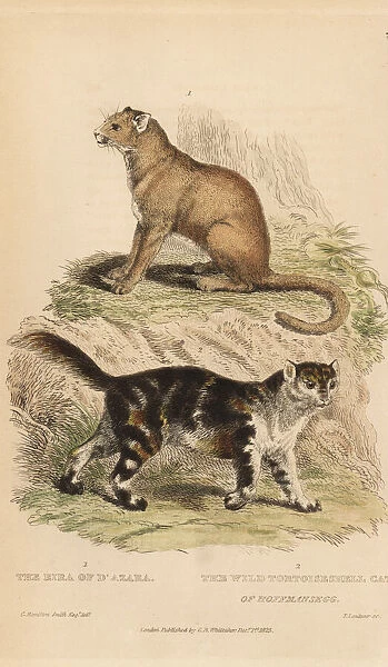 Jaguarundi and wild tortoiseshell cat