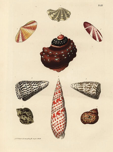 Jewel box clam, embossed horn, miter, volute