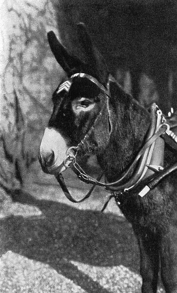 Jimmy, the donkey mascot of the 1st Scottish rifles