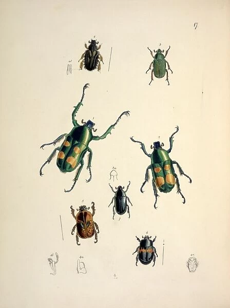 Jumnos ruckeri Saunders (Lamellicornia) (large beetles in ce