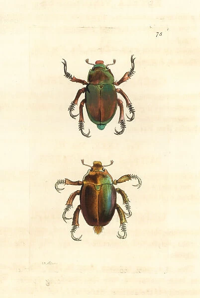 King Christmas beetle and Christmas beetle